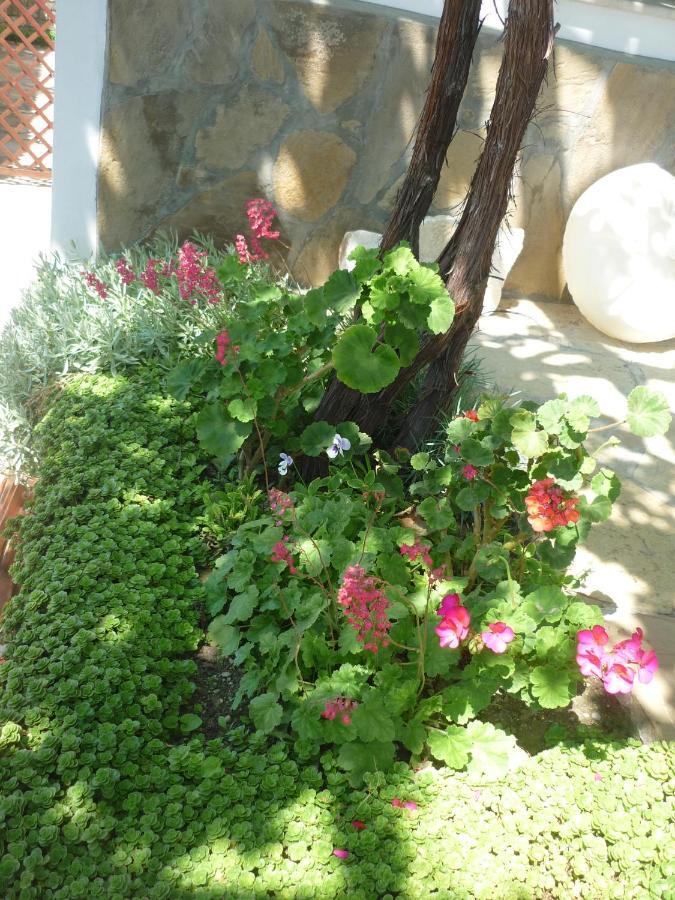 Guest House Harmony Veliko Tărnovo Exteriör bild